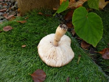 キノコ採りにが好きなおばさんに 藤の鉢植えからプレゼントがありました 岩手県盛岡市のリフォームならsrサービス 外構リフォーム 内装工事 キノコ採りにが好きなおばさんに 藤の鉢植えからプレゼントがありました 岩手県盛岡市のリフォームならsrサービス 外構リフォーム 内装工事